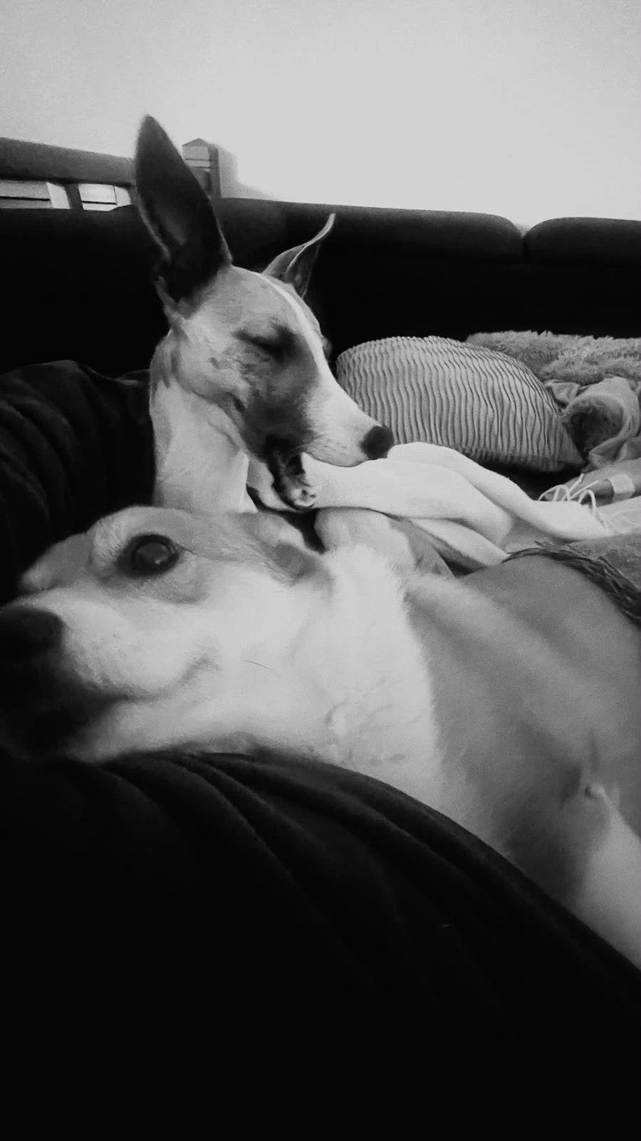 Dois cães juntos num momento de descanso a preto e branco